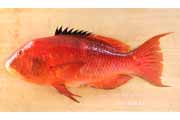 タキベラ,魚,Bodianus perditio,Golden-spot hogfish