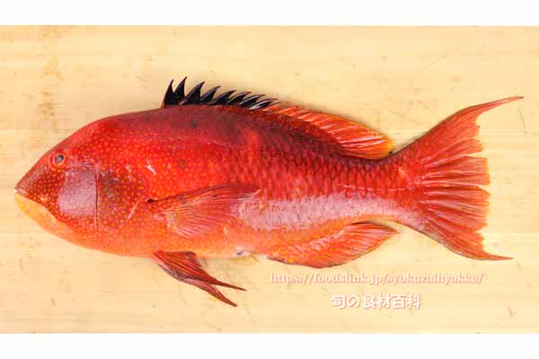 タキベラ,魚,Bodianus perditio,Golden-spot hogfish