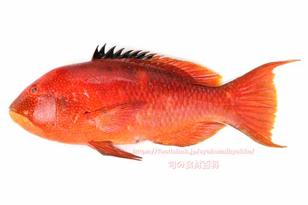 タキベラ,魚,Bodianus perditio,Golden-spot hogfish