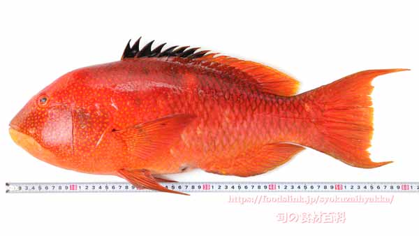 タキベラ,魚,Bodianus perditio,Golden-spot hogfish