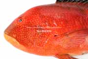 タキベラ,魚,Bodianus perditio,Golden-spot hogfish