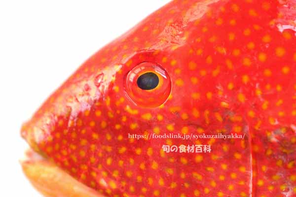 タキベラ,魚,Bodianus perditio,Golden-spot hogfish