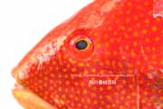 タキベラ,魚,Bodianus perditio,Golden-spot hogfish