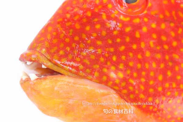 タキベラ,魚,Bodianus perditio,Golden-spot hogfish