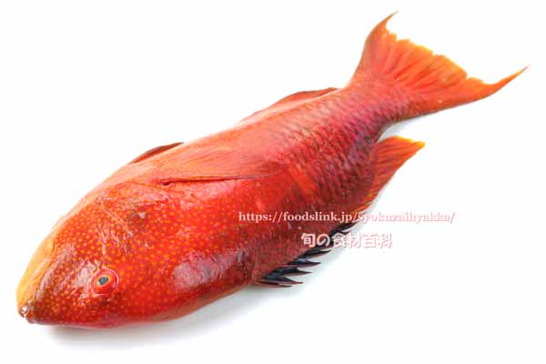 タキベラ,魚,Bodianus perditio,Golden-spot hogfish