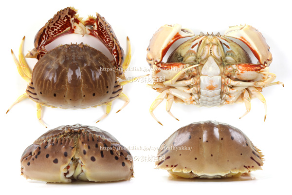 前後上下から見たトラフカラッパ(Calappa lophos)のメス トラフカラッパ Calappa lophos