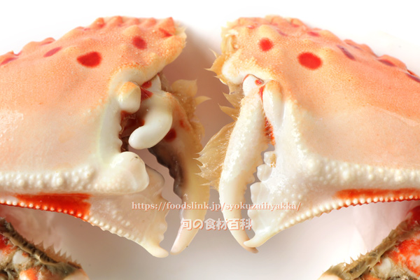 トラフカラッパ(Calappa lophos)のハサミ脚 トラフカラッパのハサミ脚 Calappa lophos