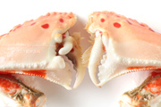 トラフカラッパのハサミ脚　Calappa lophos