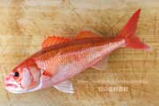 ハチジョウアカムツ,八丈赤鯥,ヒーランマチ,Etelis carbunculus,Ruby snapper