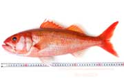 ハチジョウアカムツ,八丈赤鯥,ヒーランマチ,Etelis carbunculus,Ruby snapper