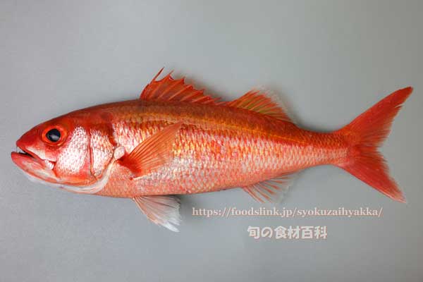 ハチジョウアカムツ,八丈赤鯥,ヒーランマチ,Etelis carbunculus,Ruby snapper