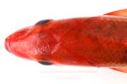 ハチジョウアカムツ,八丈赤鯥,ヒーランマチ,Etelis carbunculus,Ruby snapper