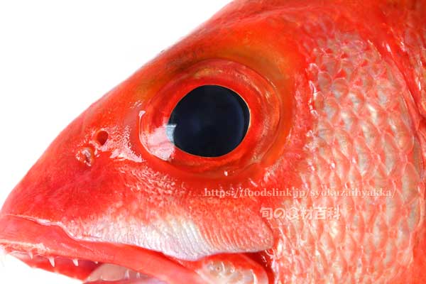 ハチジョウアカムツ ハチジョウアカムツ,八丈赤鯥,ヒーランマチ,Etelis carbunculus,Ruby snapper