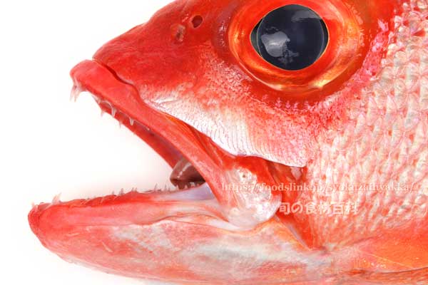 ハチジョウアカムツ ハチジョウアカムツ,八丈赤鯥,ヒーランマチ,Etelis carbunculus,Ruby snapper