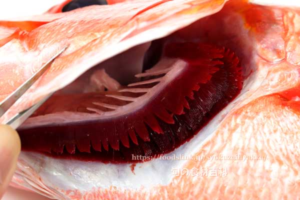 ハチジョウアカムツ,八丈赤鯥,ヒーランマチ,Etelis carbunculus,Ruby snapper