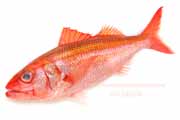 ハチジョウアカムツ（60cm3.1kg） - Etelis carbunculus -