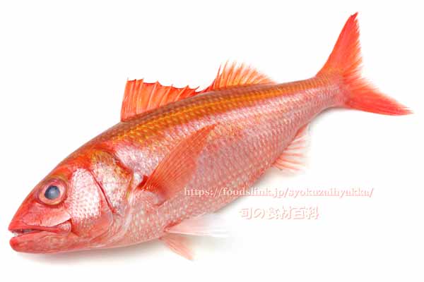 ハチジョウアカムツ（60cm3.1kg） - Etelis carbunculus -