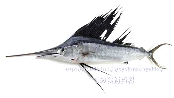 バショウカジキ(芭蕉かじき) バショウカジキ,Istiophorus platypterus