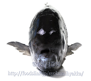 メダイ メダイ,目鯛,めだい,Hyperoglyphe japonica