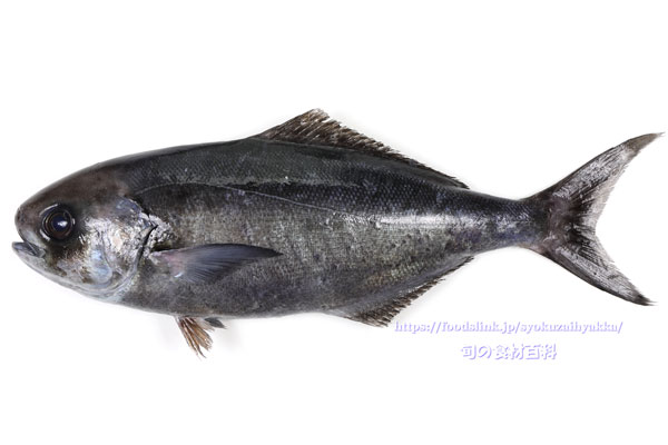 メダイ メダイ,目鯛,めだい,Hyperoglyphe japonica