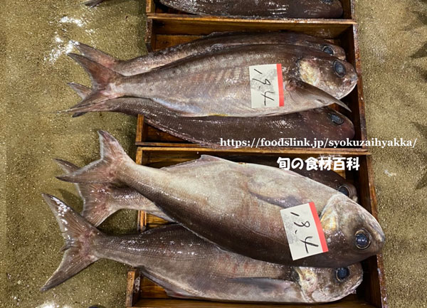 メダイ メダイ,目鯛,めだい,Hyperoglyphe japonica
