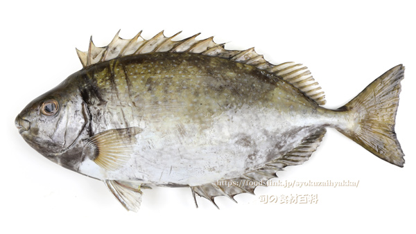 アイゴ 魚　- Siganus fuscescens -