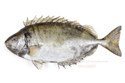 アイゴ 魚　- Siganus fuscescens -