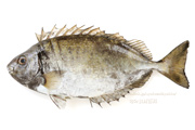 アイゴ 魚　- Siganus fuscescens -