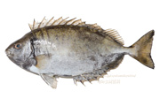 アイゴ 魚　- Siganus fuscescens -