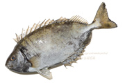 アイゴ 魚　- Siganus fuscescens -