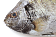 アイゴ 魚　- Siganus fuscescens -