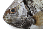 アイゴ 魚　- Siganus fuscescens -