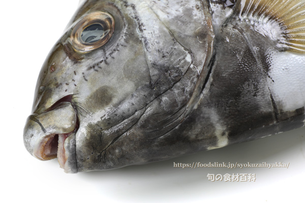 アイゴ 魚　- Siganus fuscescens -