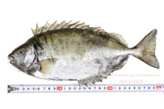 アイゴ 魚　- Siganus fuscescens -