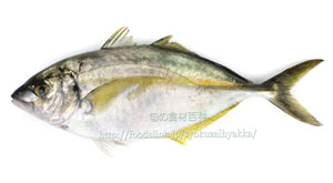 シマアジ/縞鯵/島鯵