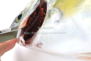 シマアジ/縞鯵/島鯵