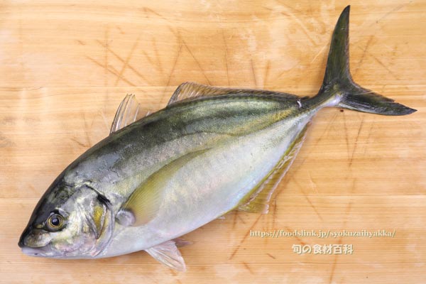 シマアジ しまあじ シマアジ,縞鯵