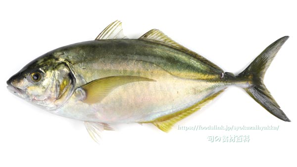 シマアジ しまあじ シマアジ,縞鯵