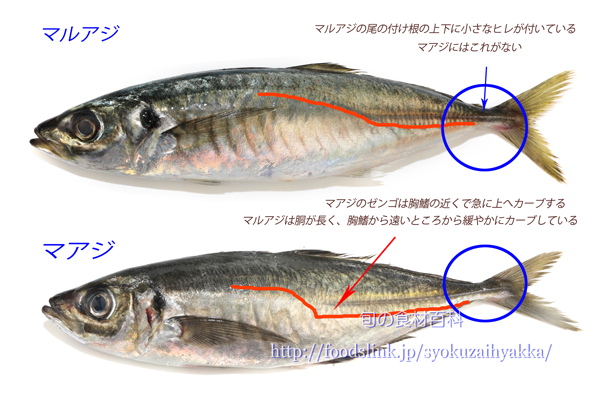 マアジとマルアジの見分け方