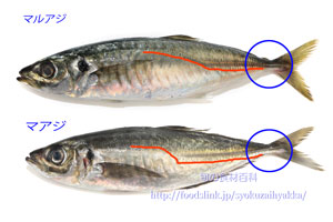 マルアジとマアジの比較