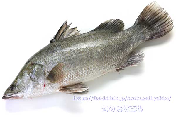 アカメ > アカメ科 > アカメ属 アカメ,Lates japonicus,オキノフナ,Japanese lates