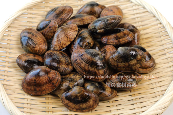 アケガイ 朱貝 アケガイ 朱貝 スダレガイ Paphia vernicosa