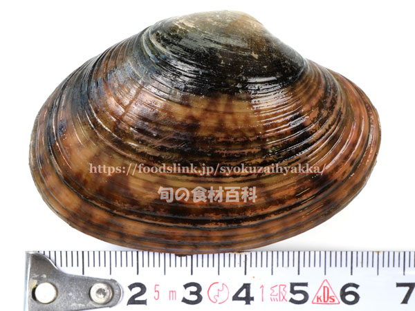 アケガイ 朱貝 アケガイ 朱貝 スダレガイ Paphia vernicosa
