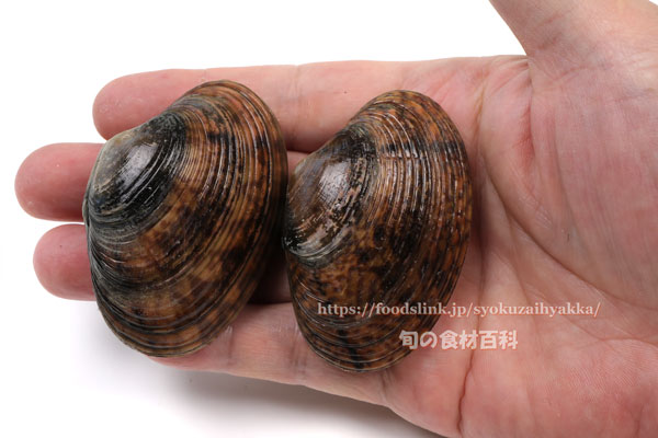 アケガイ 朱貝 アケガイ 朱貝 スダレガイ Paphia vernicosa
