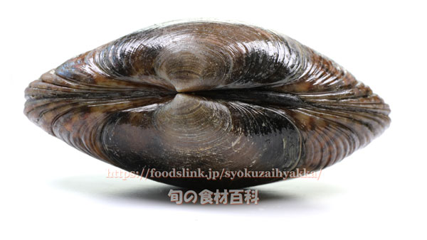 アケガイ 朱貝 アケガイ 朱貝 スダレガイ Paphia vernicosa