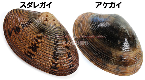 スダレガイ/Paphia euglyptaとアケガイ/Paphia vernicosa スダレガイ/Paphia euglyptaとアケガイ/Paphia vernicosa