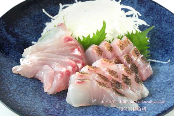 アオダイの刺身と焼き霜造り　青鯛　シチューマチ