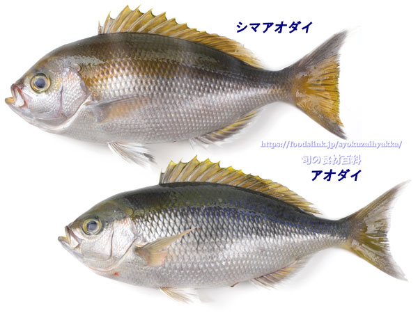 シマアオダイ(縞青鯛)とアオダイ(青鯛)の比較 シマアオダイとアオダイ,縞青鯛,しまあおだい,シルシチューマチ