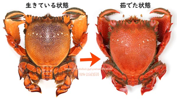 アサヒガニ,spanner crab,Ranina ranina