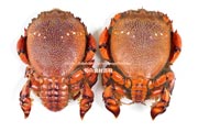 アサヒガニ（あさひがに／朝日蟹／旭蟹）／Spanner crab
